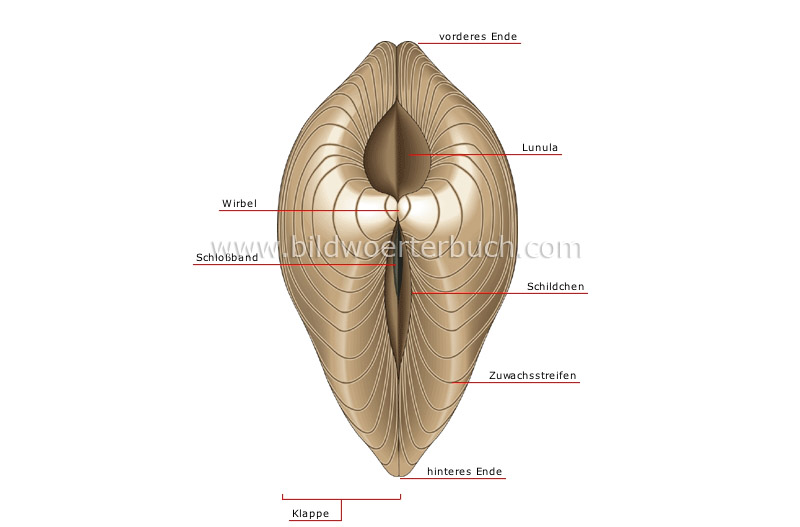 äußere Merkmale einer zweischaligen Muschel Bild