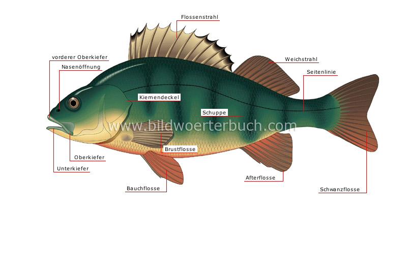 morphology of a perch image