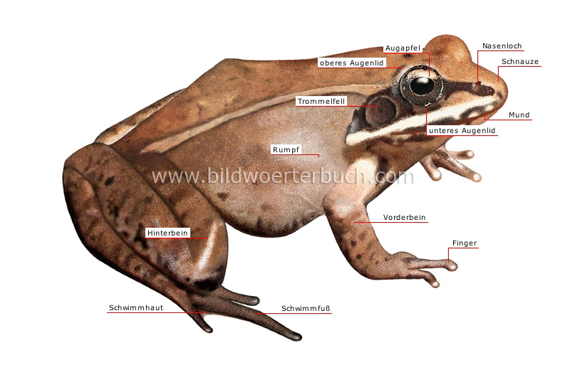 äußere Merkmale eines Froschs Bild