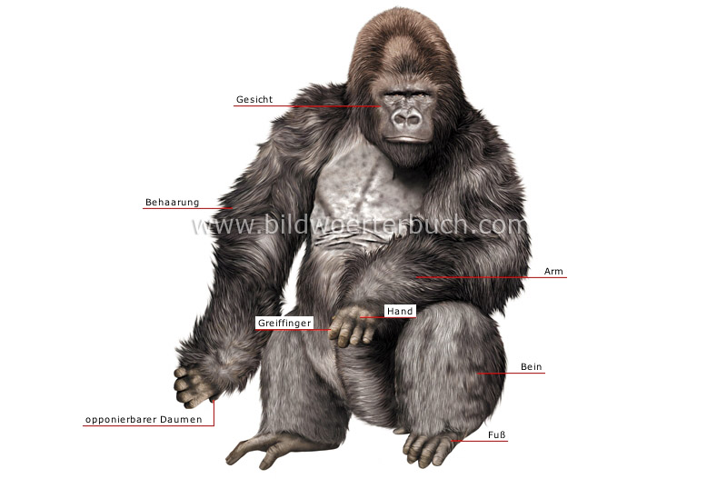 morphology of a gorilla image