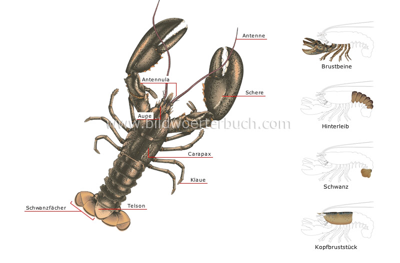 morphology of a lobster image