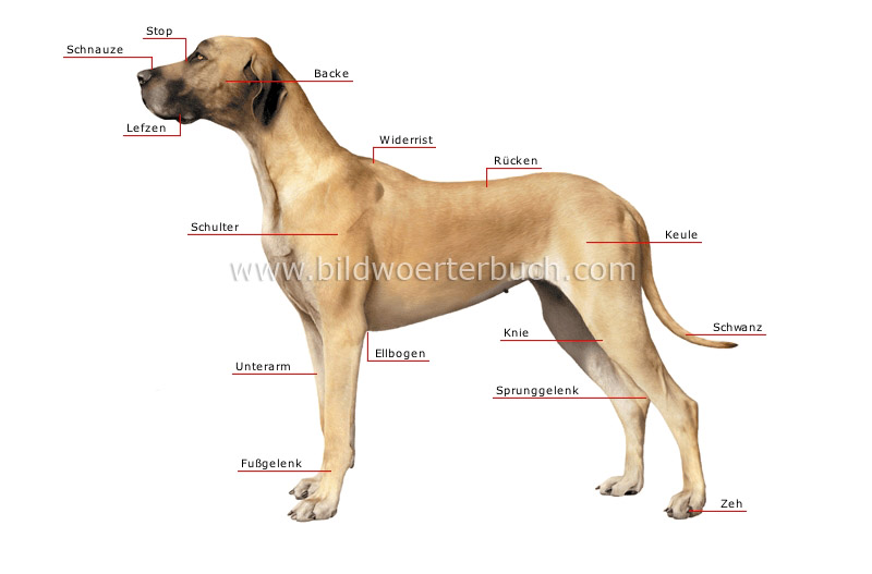 äußere Merkmale eines Hundes Bild