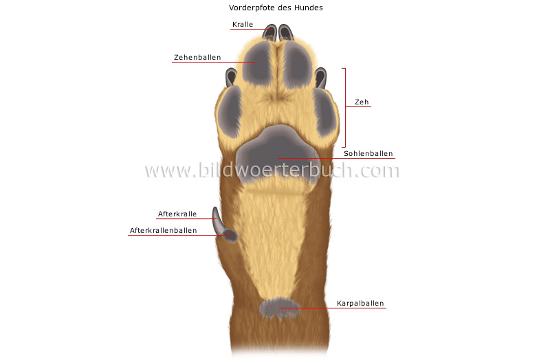 morphology of a dog image