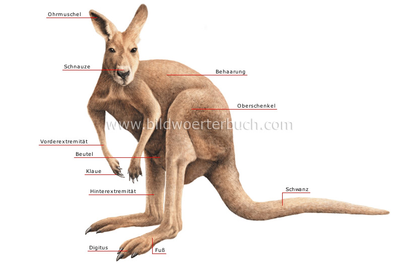 morphology of a kangaroo image