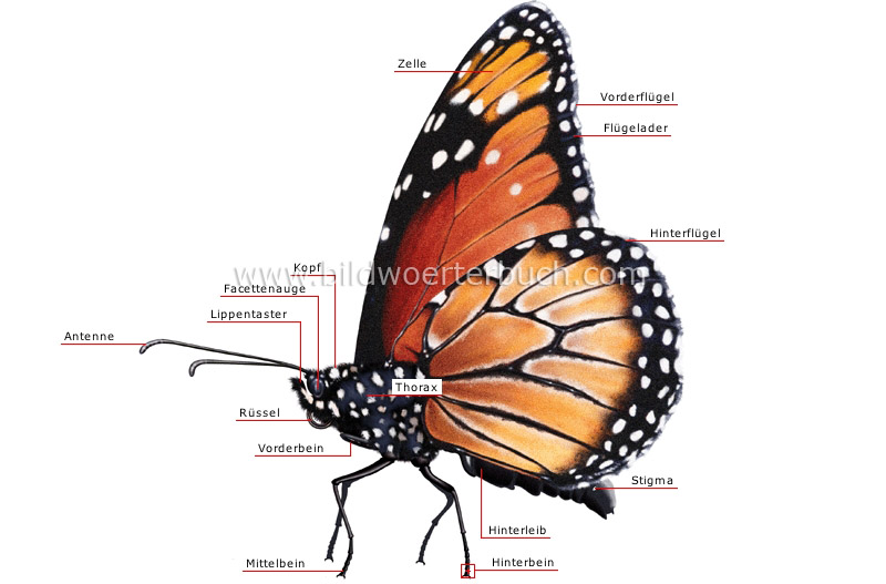 morphology of a butterfly image