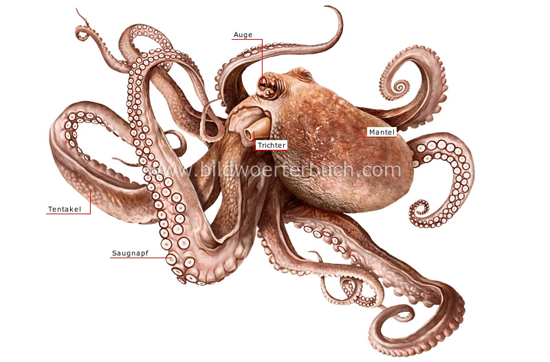 morphology of an octopus image