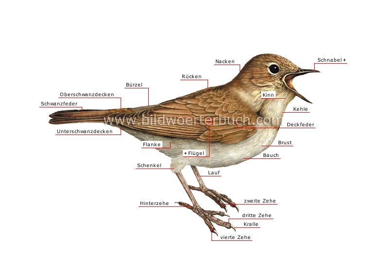 äußere Merkmale eines Vogels Bild