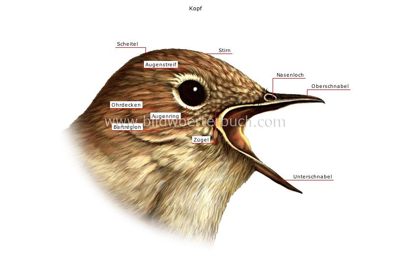 morphology of a bird image