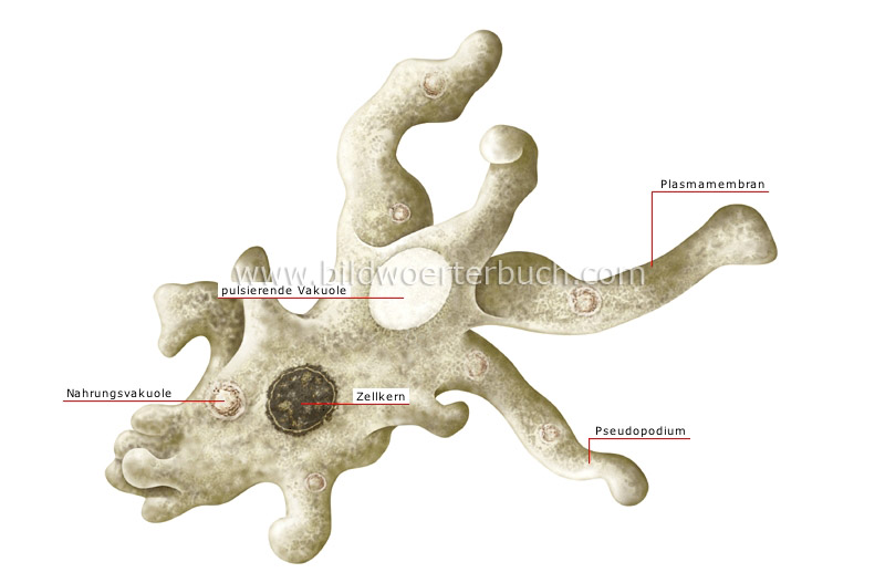 amoeba image