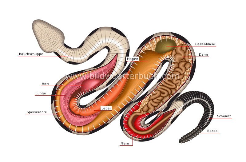 Anatomie einer Giftschlange Bild