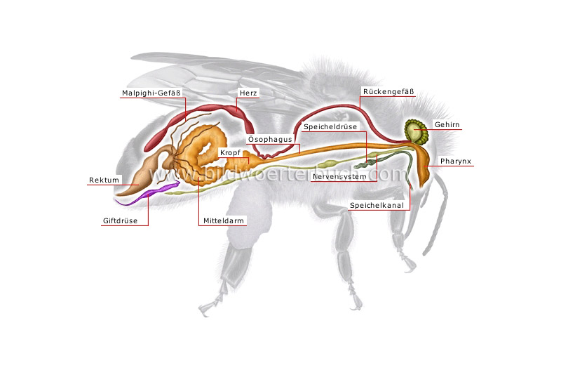 Anatomie einer Honigbiene Bild