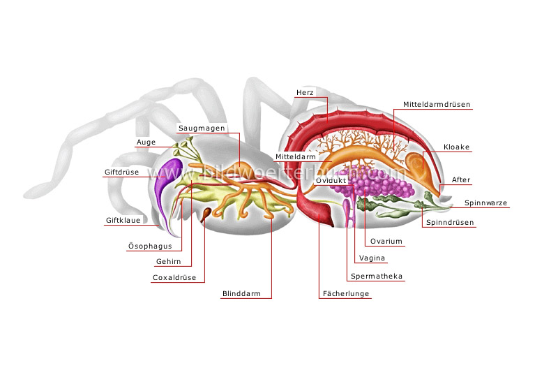 Anatomie einer weiblichen Spinne Bild