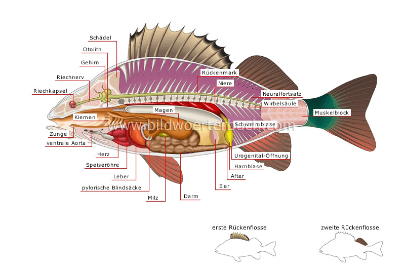 anatomy of a perch image