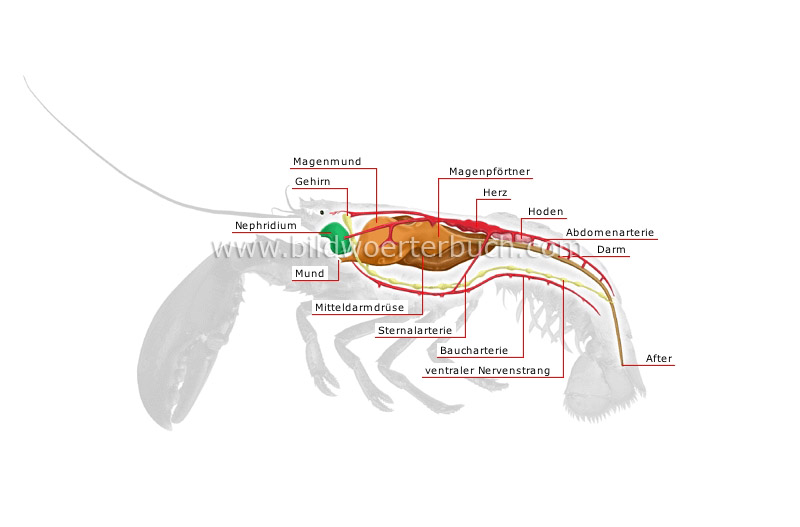 Anatomie eines Hummers Bild
