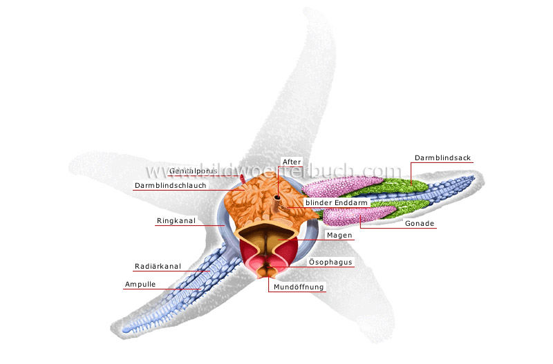 anatomy of a starfish image