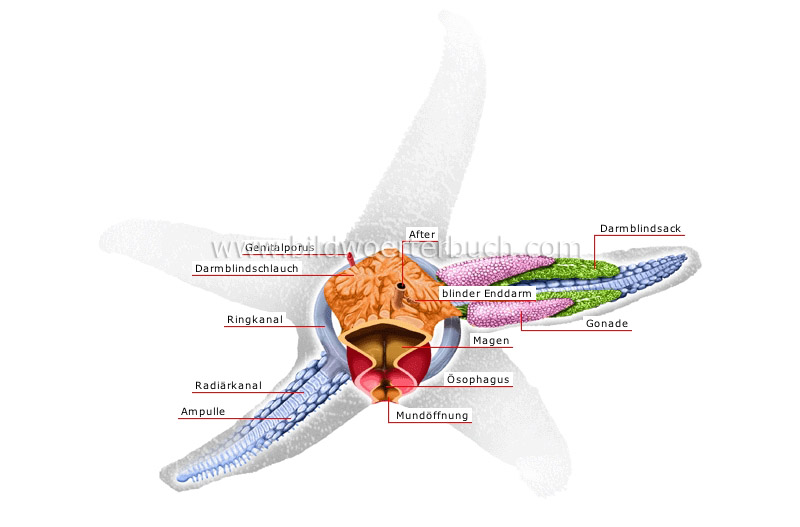 Anatomie eines Seesterns Bild