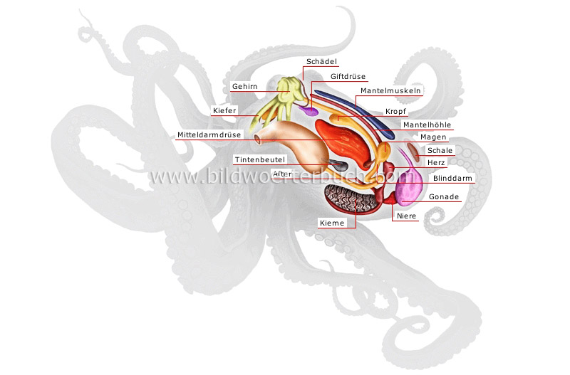 Anatomie eines Tintenfischs Bild