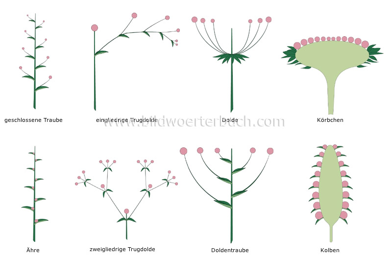 types of inflorescences image