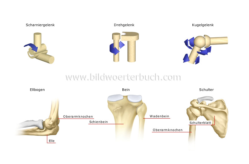 types of synovial joints image