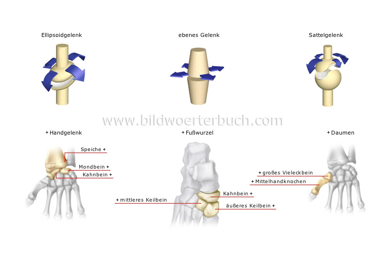 types of synovial joints image