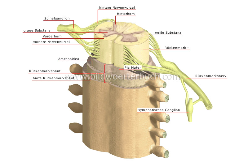 structure of the spinal cord image