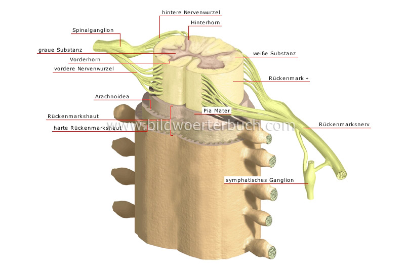 Aufbau des Rückenmarks Bild
