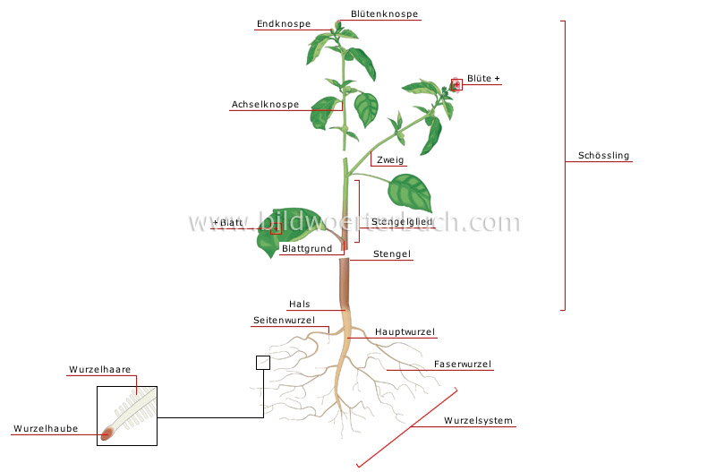 structure of a plant image