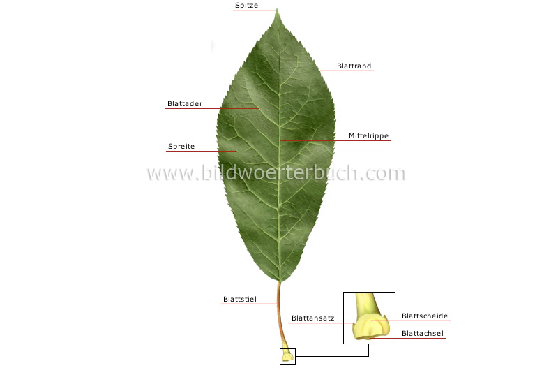 structure of a leaf image