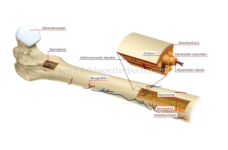 structure of a long bone image