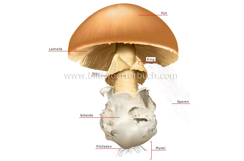 Aufbau eines Pilzes Bild