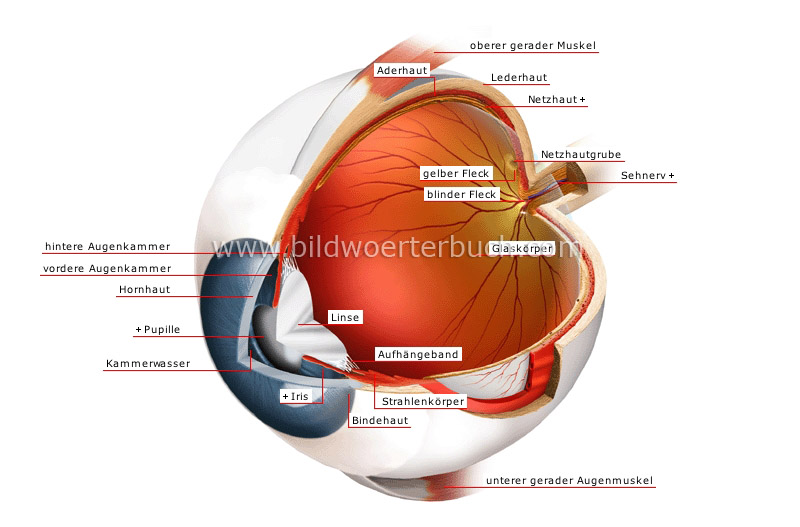 eyeball image