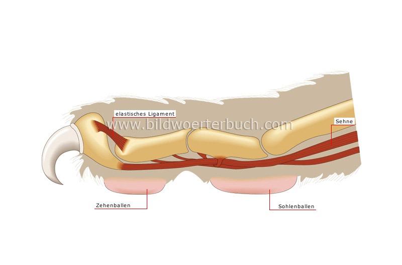 extended claw image