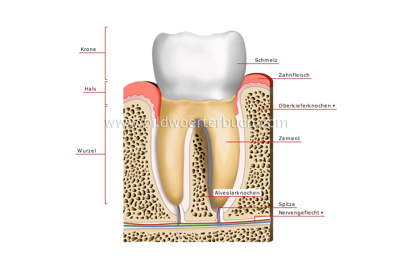 cross section of a molar image