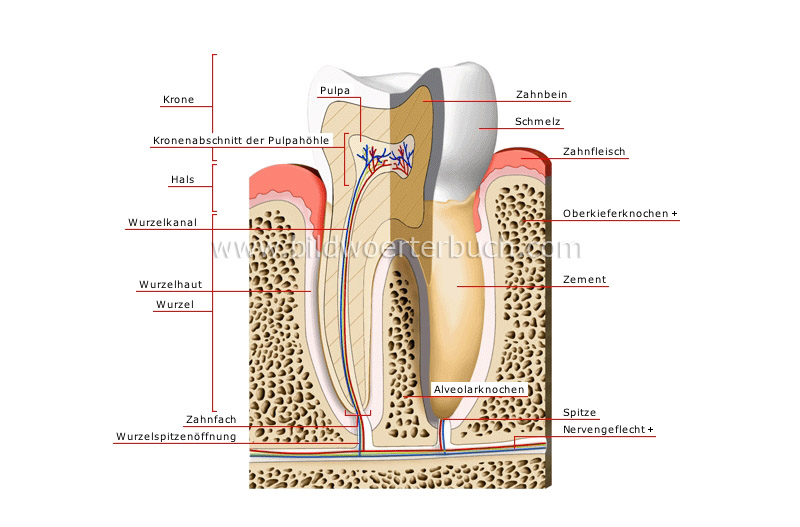 cross section of a molar image