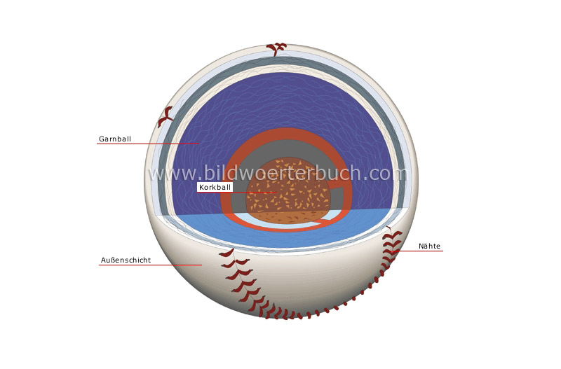 Baseball im Querschnitt Bild