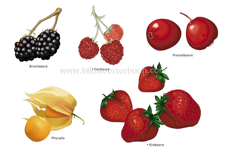 Beeren Bild