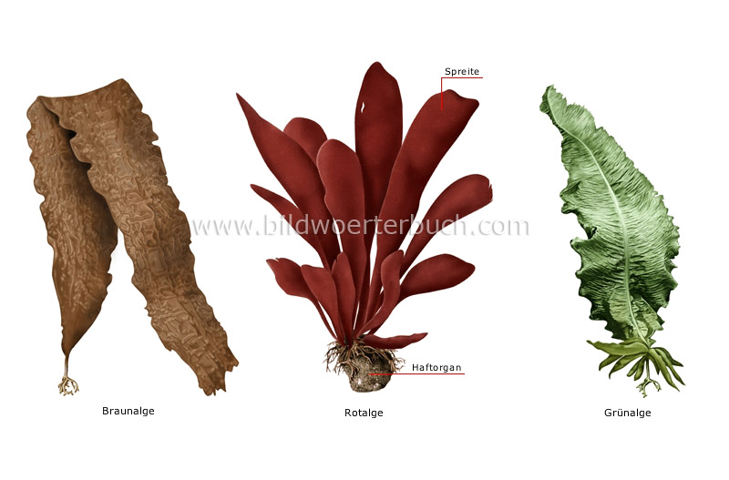 examples of algae image