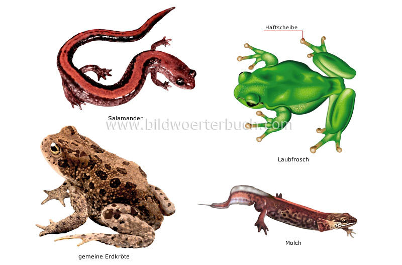 examples of amphibians image