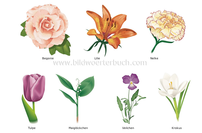 Beispiele für Blumen Bild