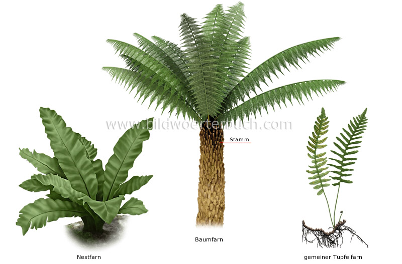 examples of ferns image