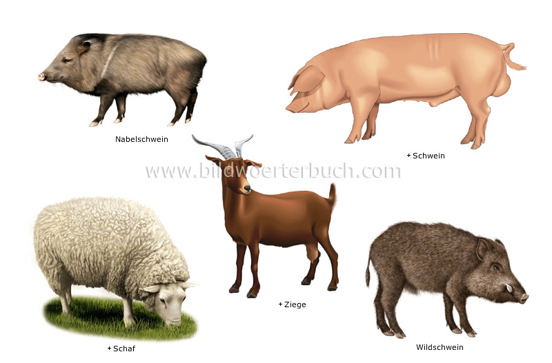 examples of ungulate mammals image