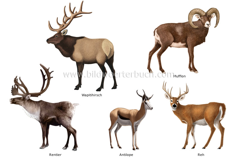 examples of ungulate mammals image