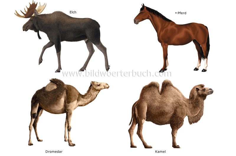 examples of ungulate mammals image