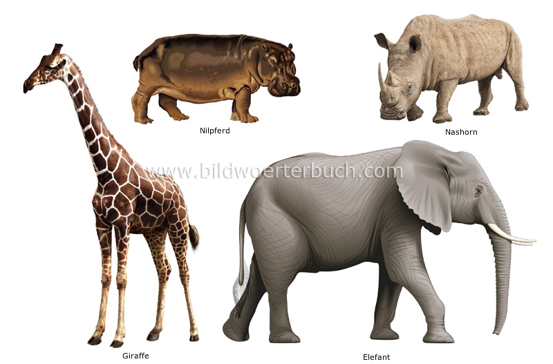 examples of ungulate mammals image