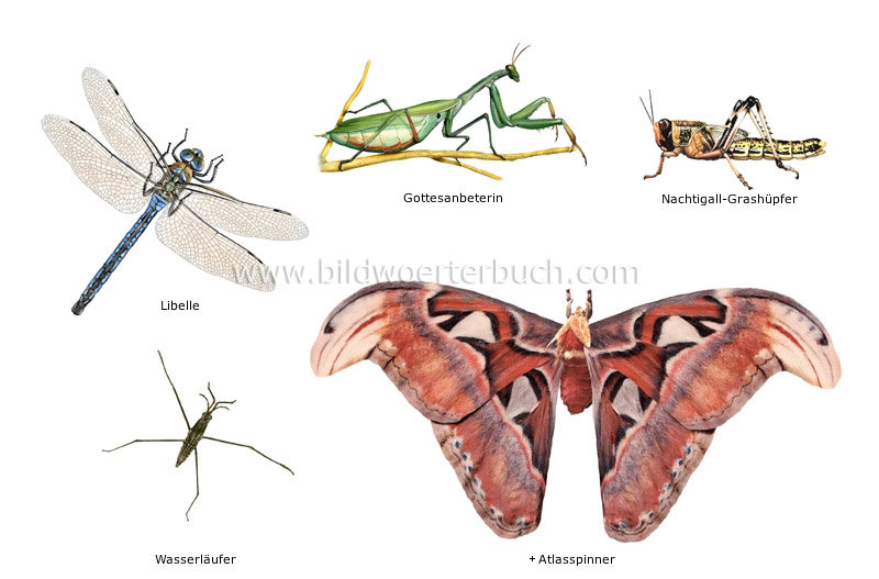 Beispiele für Insekten Bild