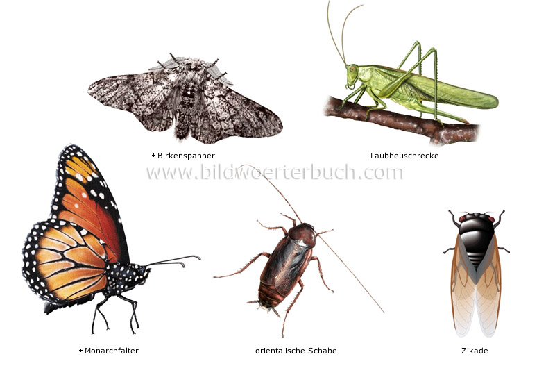 examples of insects image