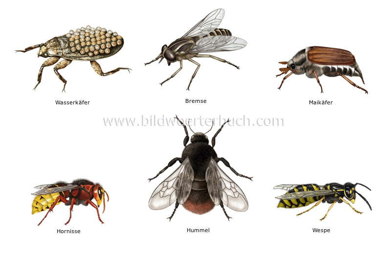 examples of insects image