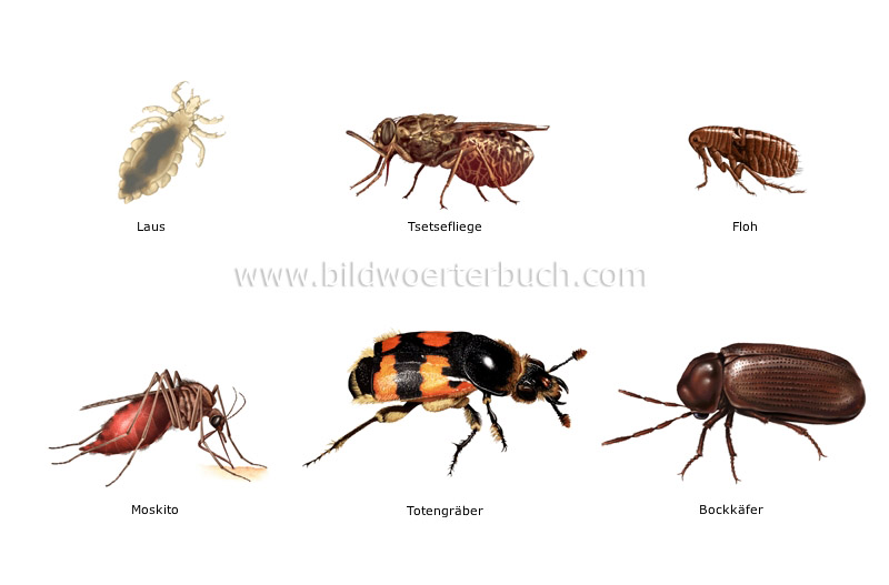 Tierreich :: Insekten und Spinnentiere :: Beispiele für ...