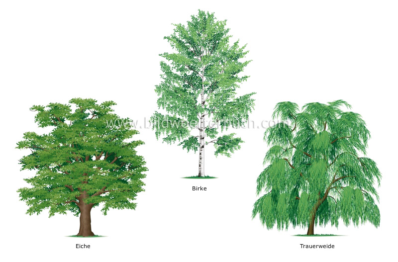 examples of broadleaved trees image