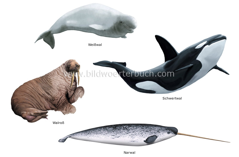 examples of marine mammals image